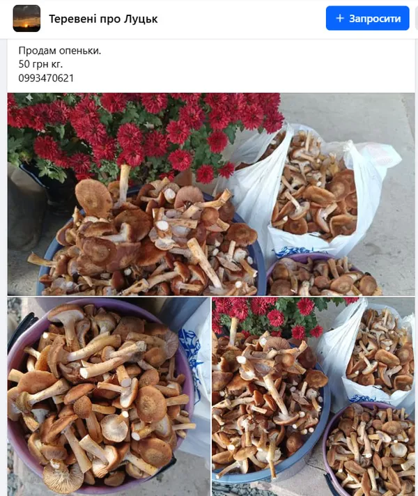 Скільки коштують опеньки у Луцьку (фото)