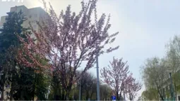 Рожевий цвіт на проспекті Волі: у Луцьку розпочався сезон сакур (фото)