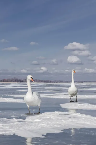 Суворі морози і крига на озерах: як зимують лебеді в нацпарку на Волині (фото)