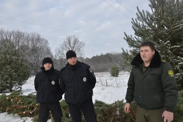 Як на Волині вирощують новорічні ялинки