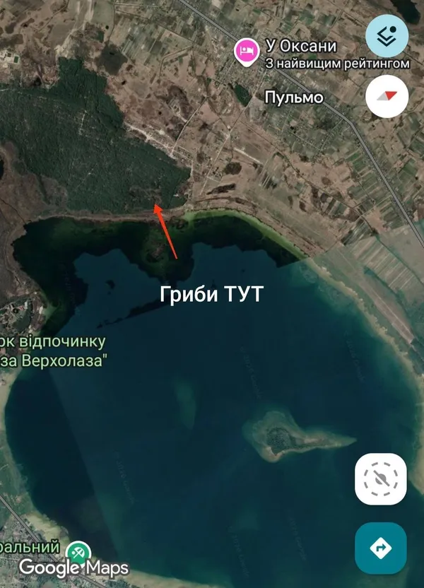 Один на одному: на Волині «здали» грибне місце, де ростуть маслюки (фото)