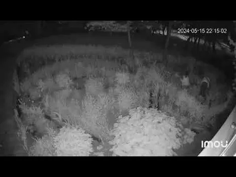 Хроніки однієї луцької клумби: що робили мамині «квіточки» у чужому квітнику (відео)
