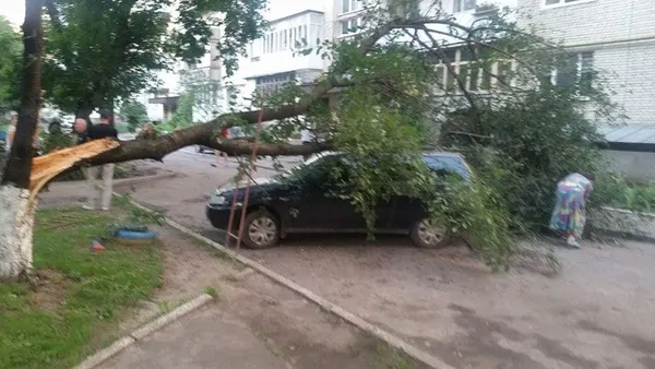 У Луцьку сильний вітер звалив дерево на авто (фото)
