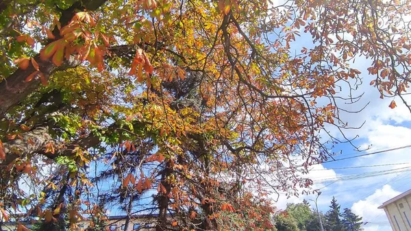 Луцькі дерева страждають від грибка, молі та кліщів (фото)