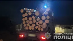 Біля Ківерців і в Старій Вижівці: поліцейські знайшли незаконно зрубані сосни (фото, відео)