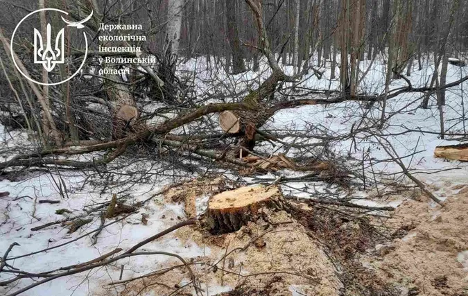У лісі на Волині виявили понад 500 свіжих пеньків: що там коїться (фото)