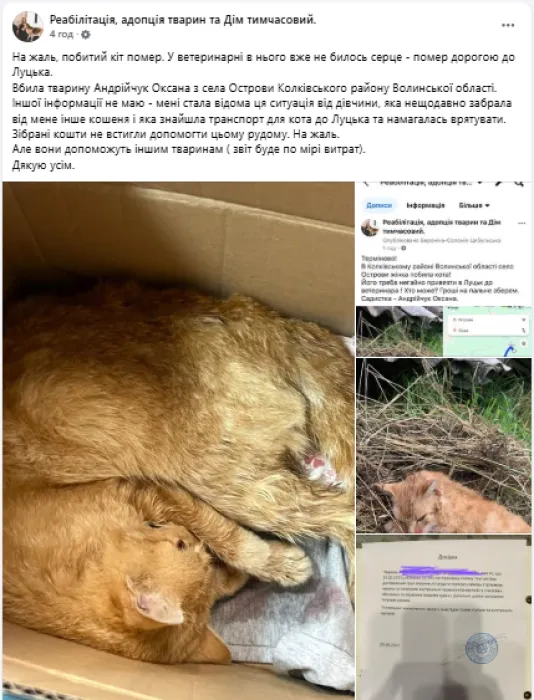 У селі на Волині жінка до смерті забила сусідського кота (фото)