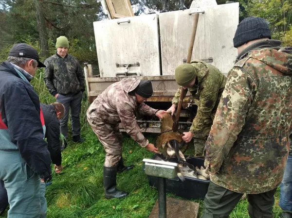 У Павлівське озеро запустили 990 кілограмів коропа та 110 кілограмів білого амура (фото)