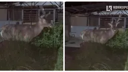 Олень Борис зробив перші кроки на травмовану ногу (відео)