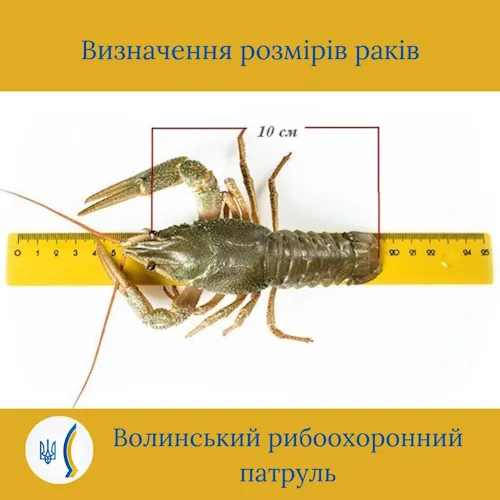 Коли, скільки і яких можна ловити раків на Волині