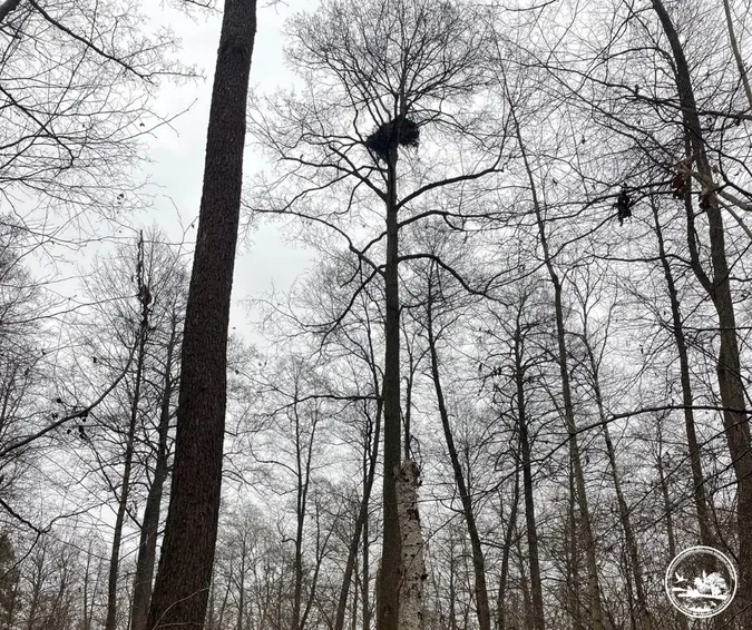 У лісах Полісся знайшли гніздо рідкісного птаха, якого не бачили там роками (фото)