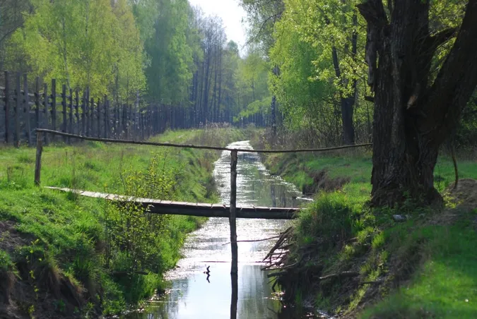 Колись їх винищили, а тепер вони знову ходять лісами: де на Волині живуть тварини-велетні вагою до тонни (фото)