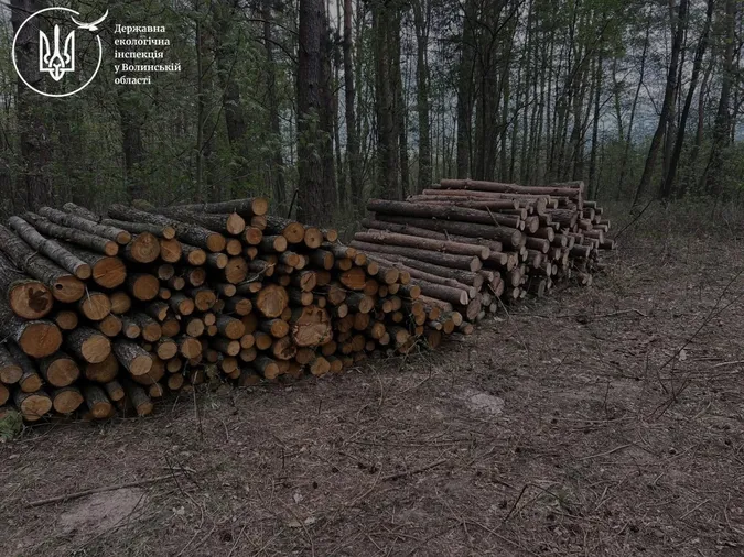 На Ковельщині знайшли масштабну незаконну рубку лісу (фото)