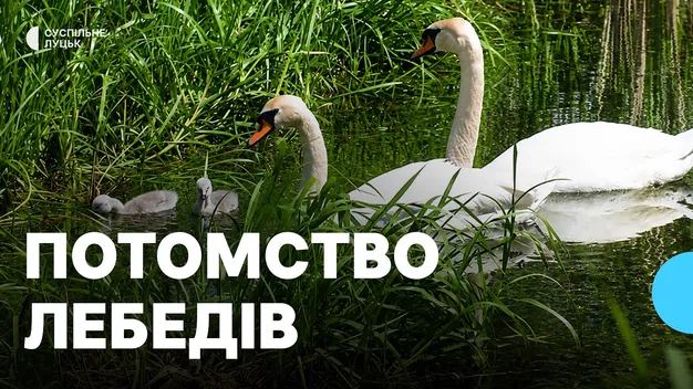 Лебедят у луцькому парку 900-річчя оберігають працівники місцевого кафе (відео)
