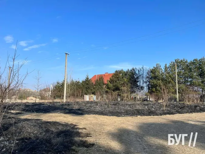 У Володимирі невідомі підпалили сосни біля житлового будинку (фото)