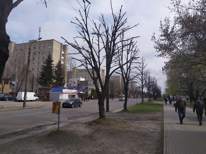У Луцьку на Молоді кронували дерева (фото)
