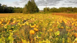 Осіння Камінь-Каширщина у фотографіях