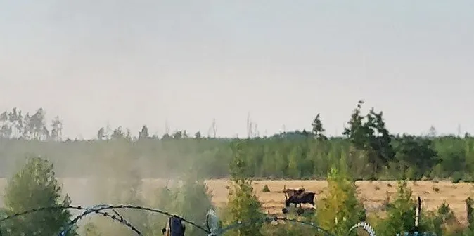 На Рівненщині корови підірвалися на мінах (фото)