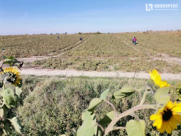 Родитимуть до заморозків: як біля Луцька збирають дешеві помідори (фото)