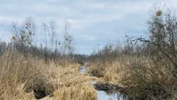 На Волині знайшли унікальну екосистему (фото)