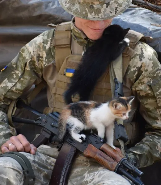 Котики на фронті: 14-та окрема механізована бригада поділилася світлинами чотирилапих