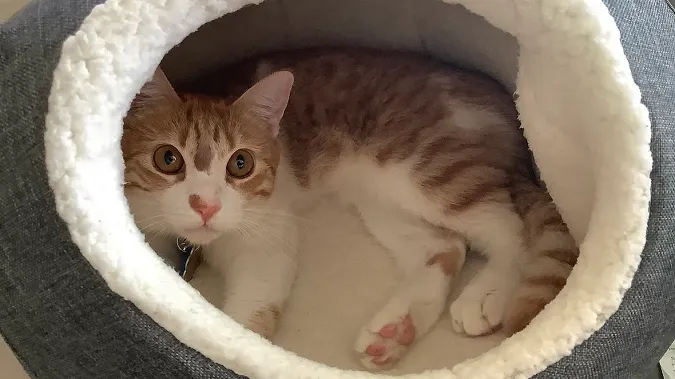 Як коти поширюють смертельний токсоплазмоз