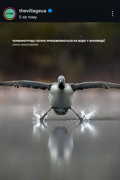 Показали найкумедніші фото тварин 2025 року