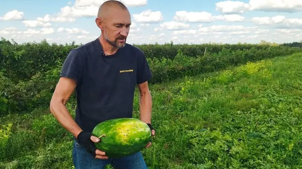 Зелені смугастики: як у селі Волині вирощують кавуни (фото, відео)