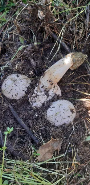 Підбірка грибів, які не можна показувати дітям (фото 18+)