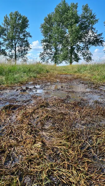 «Брудна, мутна та зелена», – Іван Мирка про воду на Світязі (фото)