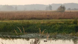 🍂 Мережу зачарували барви осені над Стоходом (фото)