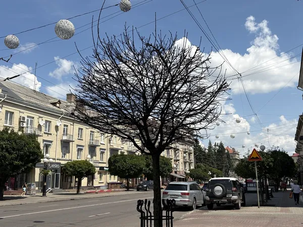 Через спеку в Луцьку всихають клени на проспекті Волі (фото)