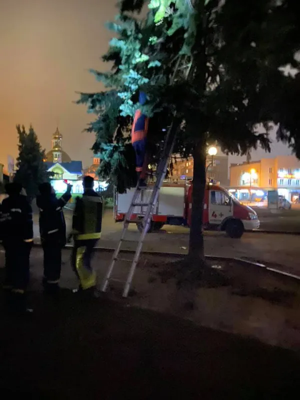 На Волині кота-спайдермена знімали з дерева «всім» містом (фото)