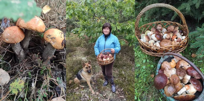 Волинянка в День грибників зачарувала мережу своїм «уловом» (фото)