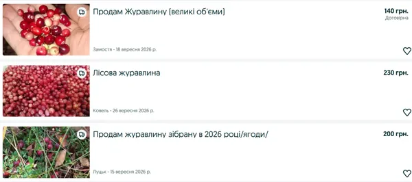 Волинське «червоне золото»: скільки коштує літр журавлини
