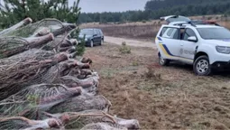 Десятки новорічних ялинок у сітках: на Волині виявили незаконну рубку дерев