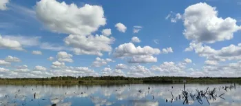 Прихована перлина Цуманської пущі: показали маловідоме урочище «Залив» (фото)