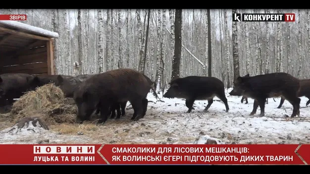 Врятувати рядового оленя: як у ківерцівському лісі тваринам допомагають пережити зиму (фото, відео)
