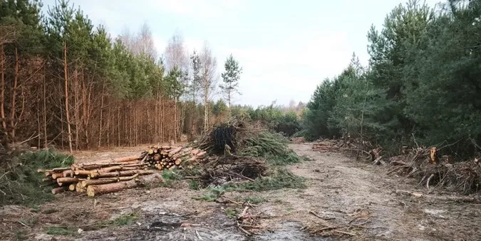 На Волині знищили молодий ліс через земельну колізію (фото)