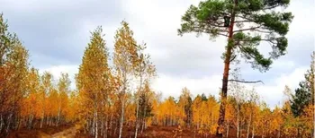 Золота осінь на Поліссі: ліси вражають неймовірними барвами (фото)