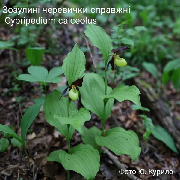 У лісі на Волині зацвіли рідкісні «черевички Афродіти» (фото)