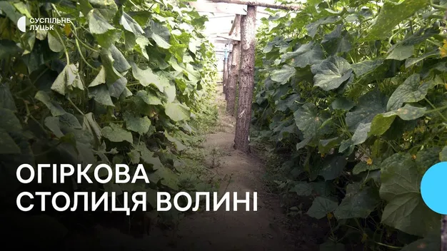 Як село на Волині стало огірковою столицею (відео)