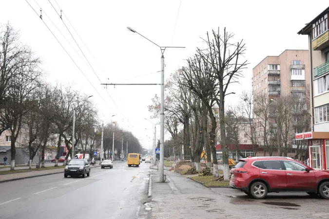 Навіщо на Волі в Луцьку обрізають дерева (фото)