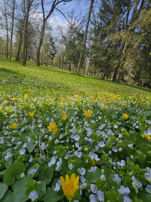 Зачаровує красою: у Луцьку парк причепурився тисячами квіток (фото)