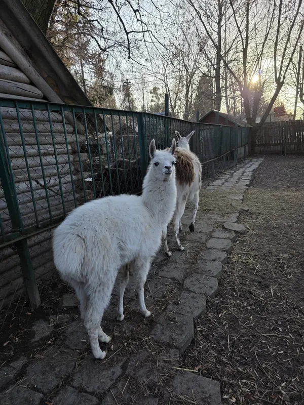 Все цвіте і пахне: лучан кличуть на відвідини в зоопарк (фото)