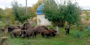 На подвір’ї волинянки серед білого дня господарювали дикі кабани із поросятами (фото)