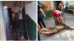 Лось сховався у під'їзді багатоповерхівки Києва (відео)