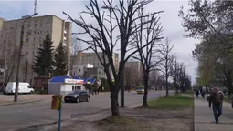 У Луцьку на Молоді кронували дерева (фото)
