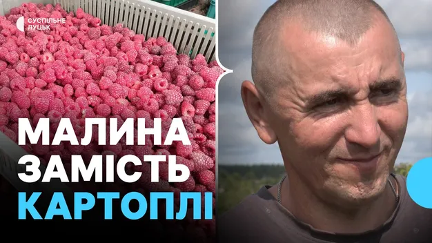 Як родина з Волині п'ятий рік вирощує малину замість картоплі (відео)