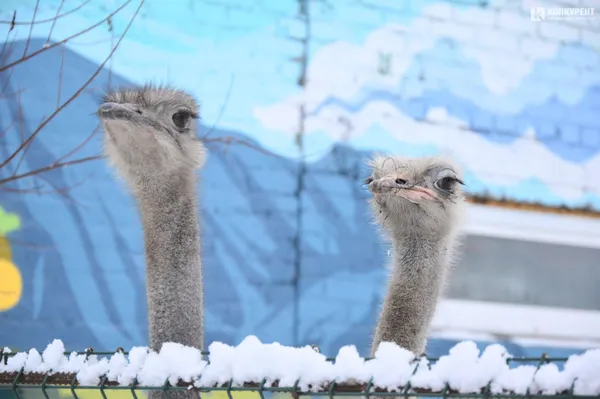 Як зимують тварини Луцького зоопарку (фоторепортаж)